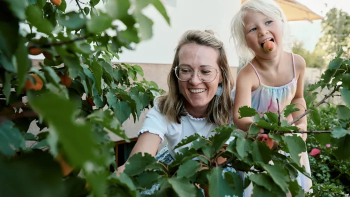 Mutter und Tochter pflücken reife Aprikosen von einem Gartembaum an einem sonnigen Tag